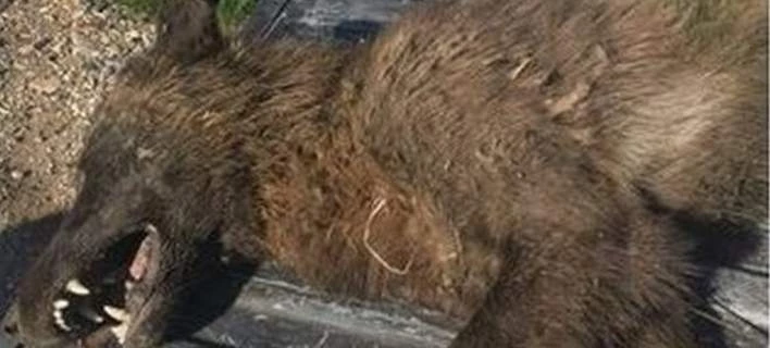 Μυστήριο με περίεργο πλάσμα στις ΗΠΑ: Αρκούδα, λύκος, σκύλος ή ο… Big Foot; (εικόνα)